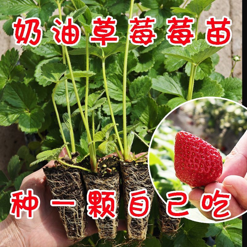 【现挖现发】安徽长丰泉天仙醉妙香三号随珠草莓苗规格齐全