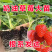 【现挖现发】安徽长丰泉天仙醉妙香三号随珠草莓苗规格齐全