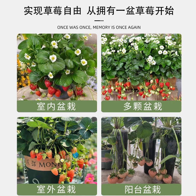 红颜草莓苗甜宝淡雪越秀香蕉黑珍珠梦之莹梦之芙真红美玲草莓
