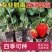 红颜草莓苗甜宝淡雪越秀香蕉黑珍珠梦之莹梦之芙真红美玲草莓