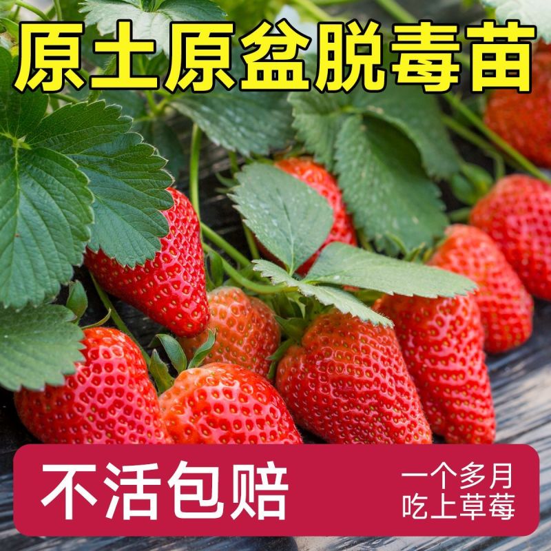 红颜草莓苗甜宝淡雪越秀香蕉黑珍珠梦之莹梦之芙真红美玲草莓