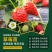 红颜草莓苗甜宝淡雪越秀香蕉黑珍珠梦之莹梦之芙真红美玲草莓