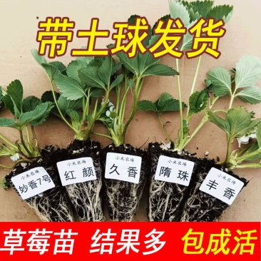 章姬甜宝奶香草莓苗量大优惠质量保证现货现发欢迎实地考察