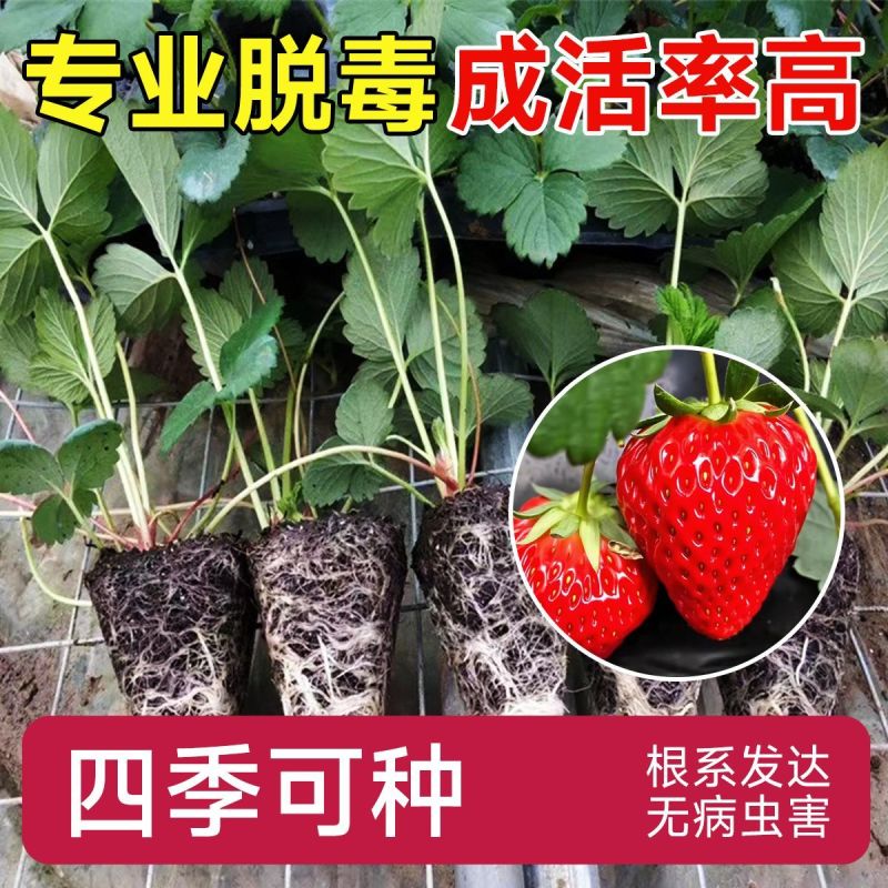 草莓苗红颜草莓苗地栽种植南北方种植草莓秧苗基地草莓苗