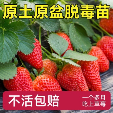 草莓苗红颜草莓苗地栽种植南北方种植草莓秧苗基地草莓苗