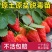 草莓苗红颜草莓苗地栽种植南北方种植草莓秧苗基地草莓苗