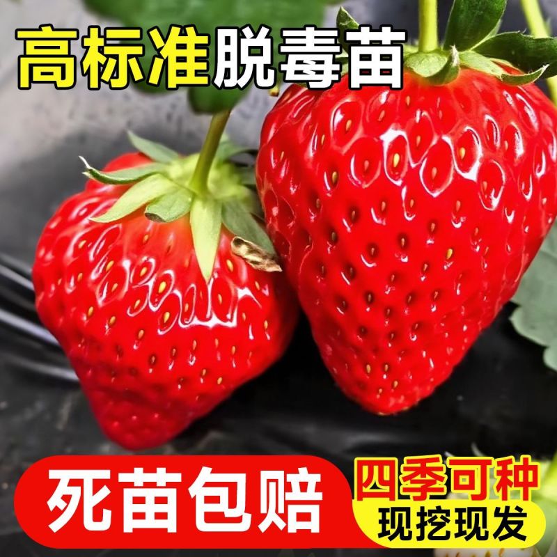 草莓苗红颜草莓苗地栽种植南北方种植草莓秧苗基地草莓苗