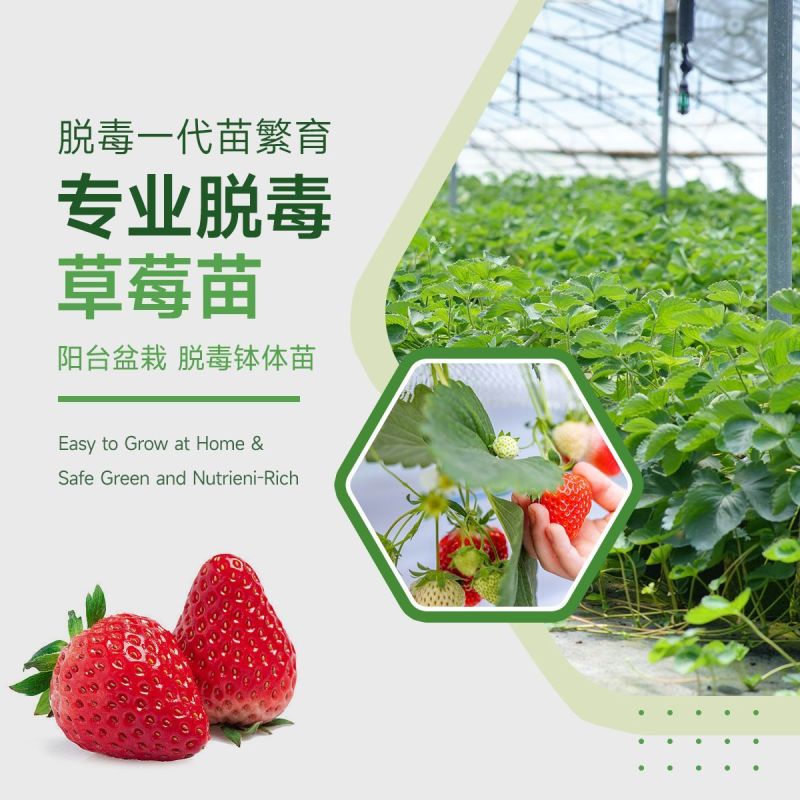 草莓苗红颜草莓苗地栽种植南北方种植草莓秧苗基地草莓苗