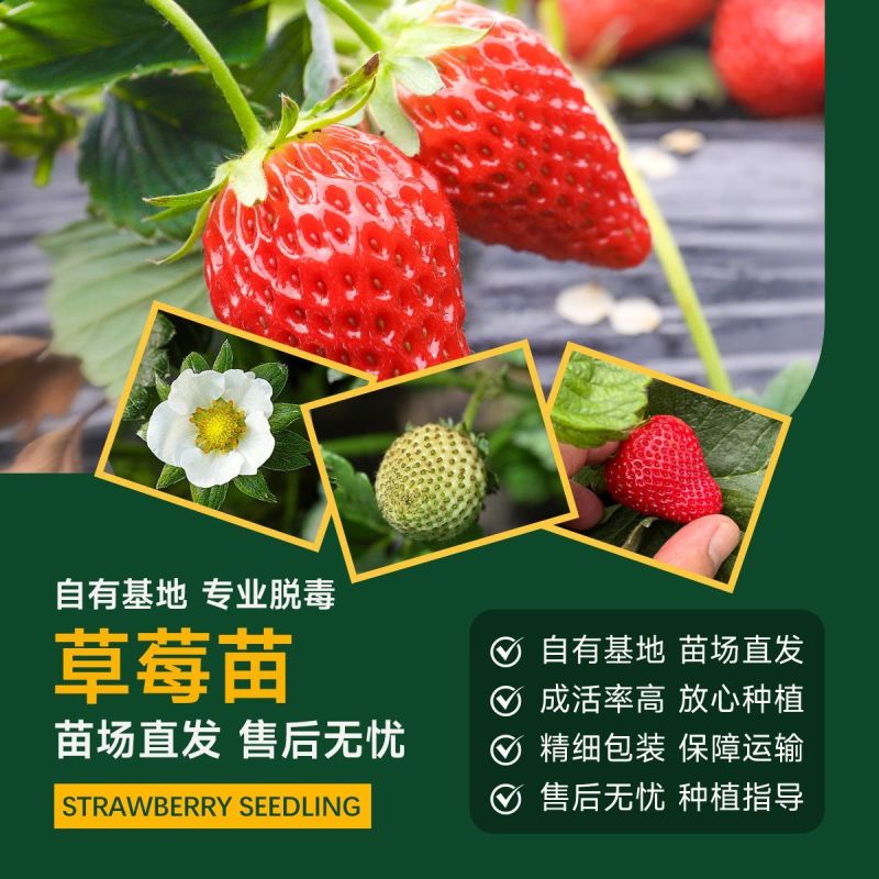 草莓苗红颜草莓苗地栽种植南北方种植草莓秧苗基地草莓苗