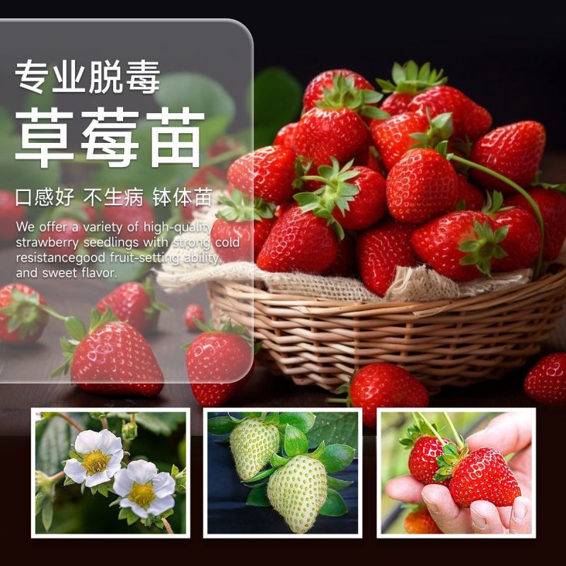 草莓苗红颜草莓苗地栽种植南北方种植草莓秧苗基地草莓苗