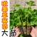 草莓苗红颜草莓苗地栽种植南北方种植草莓秧苗基地草莓苗