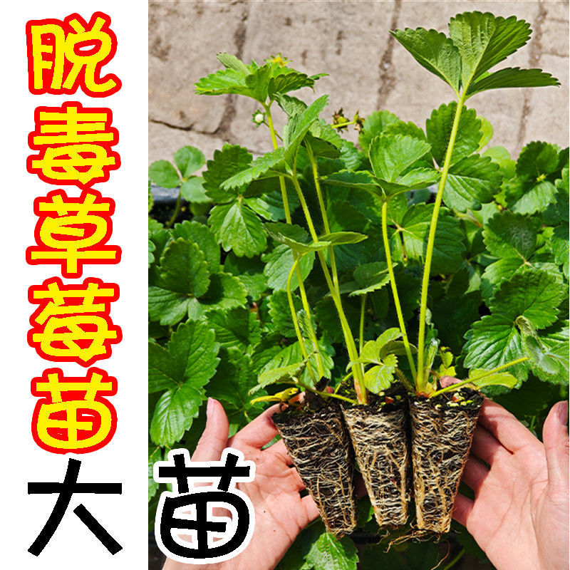 草莓苗红颜草莓苗地栽种植南北方种植草莓秧苗基地草莓苗