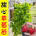 草莓苗基地万母草莓苗品种齐全品质保证假一赔十只发优质种苗