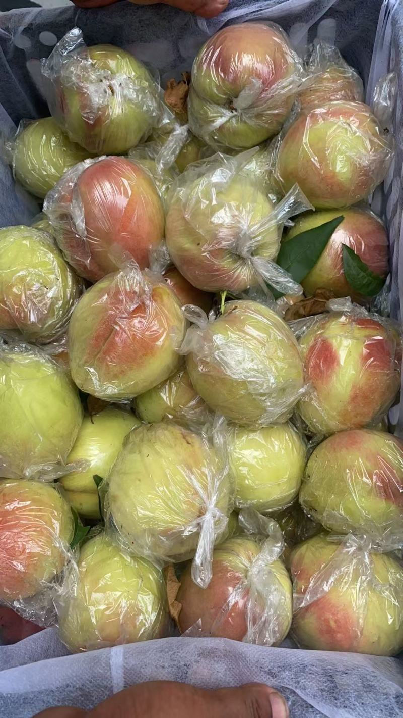 北京十四号桃