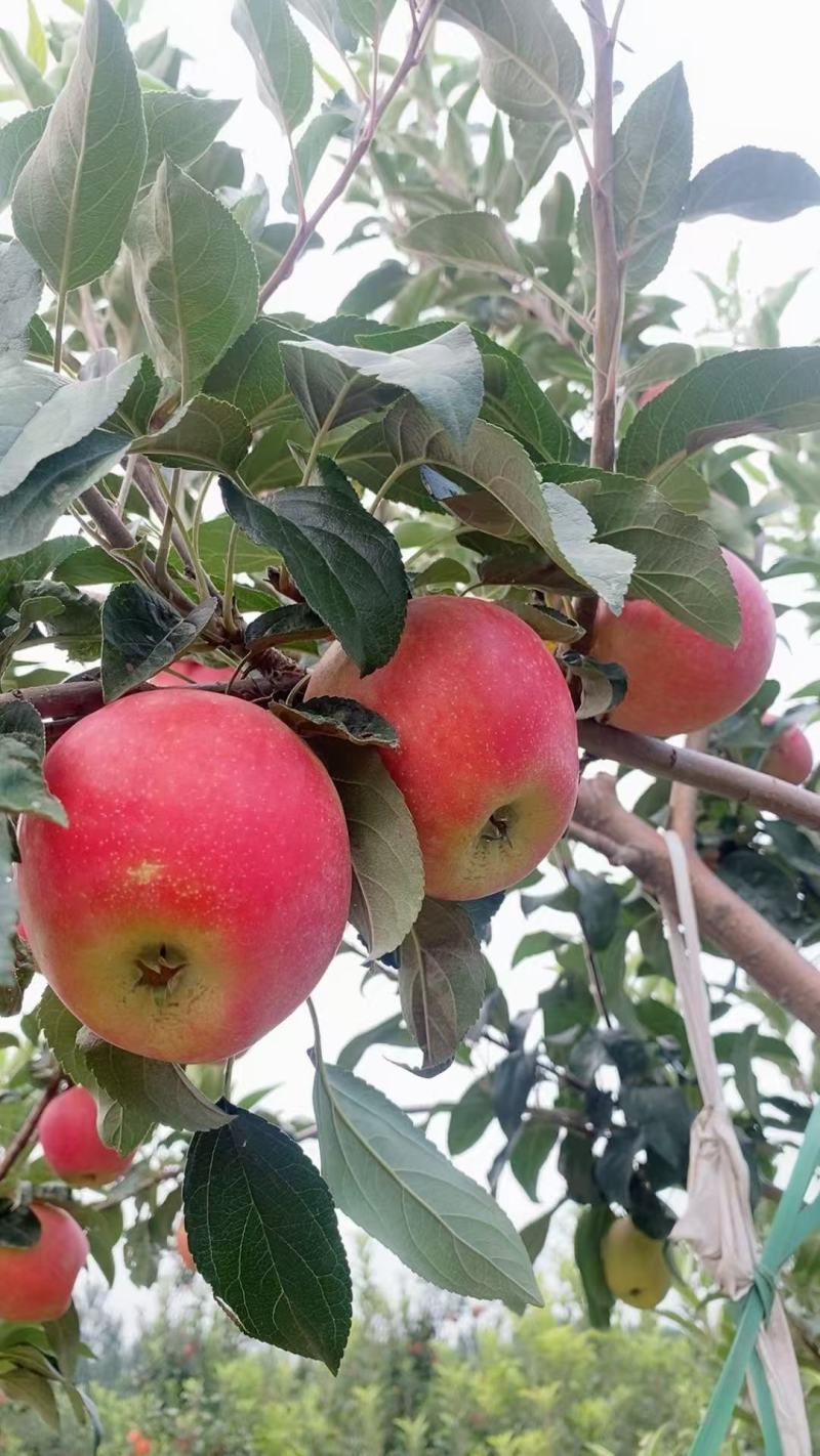 鲁丽苹果