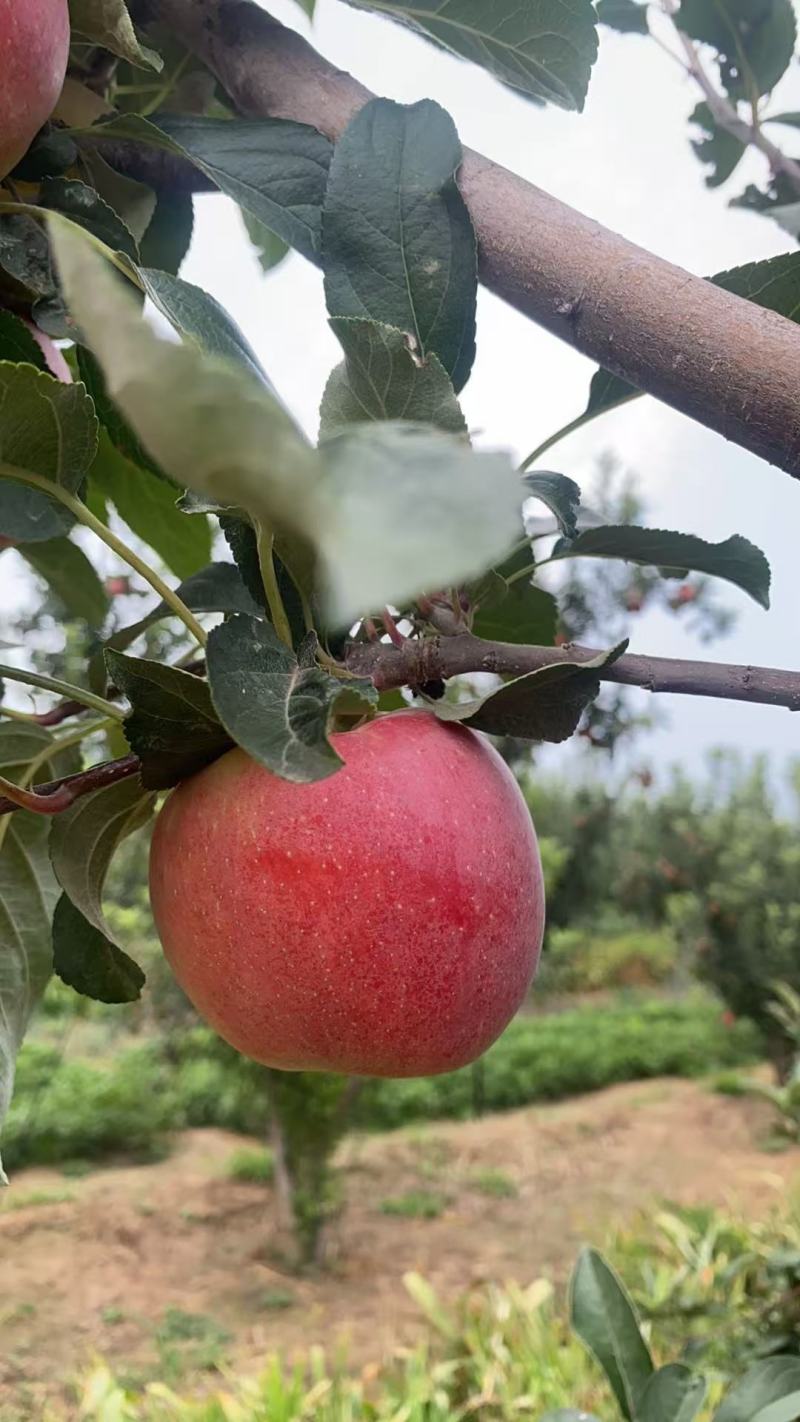 鲁丽苹果