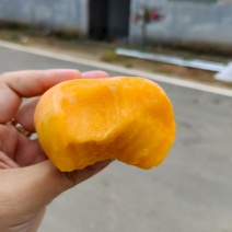 黄金油蟠桃基地一手货源全国发货可视频看货现摘现发