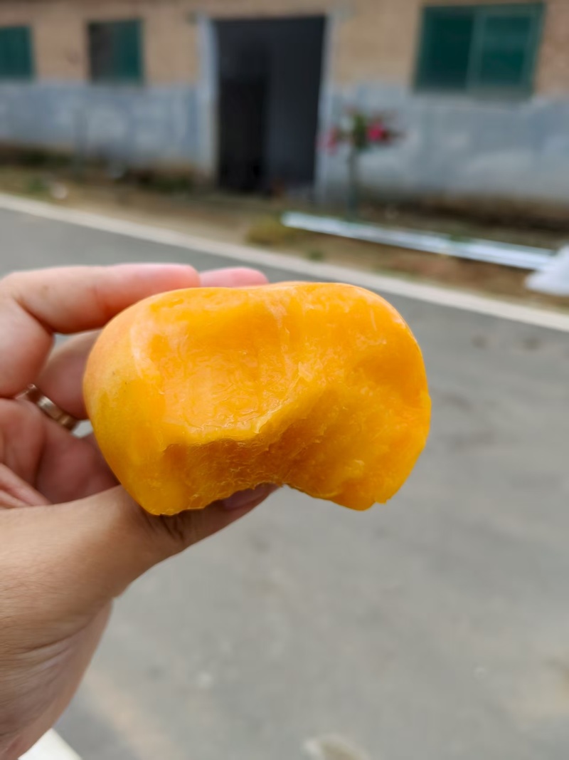 黄金油蟠桃基地一手货源全国发货可视频看货现摘现发