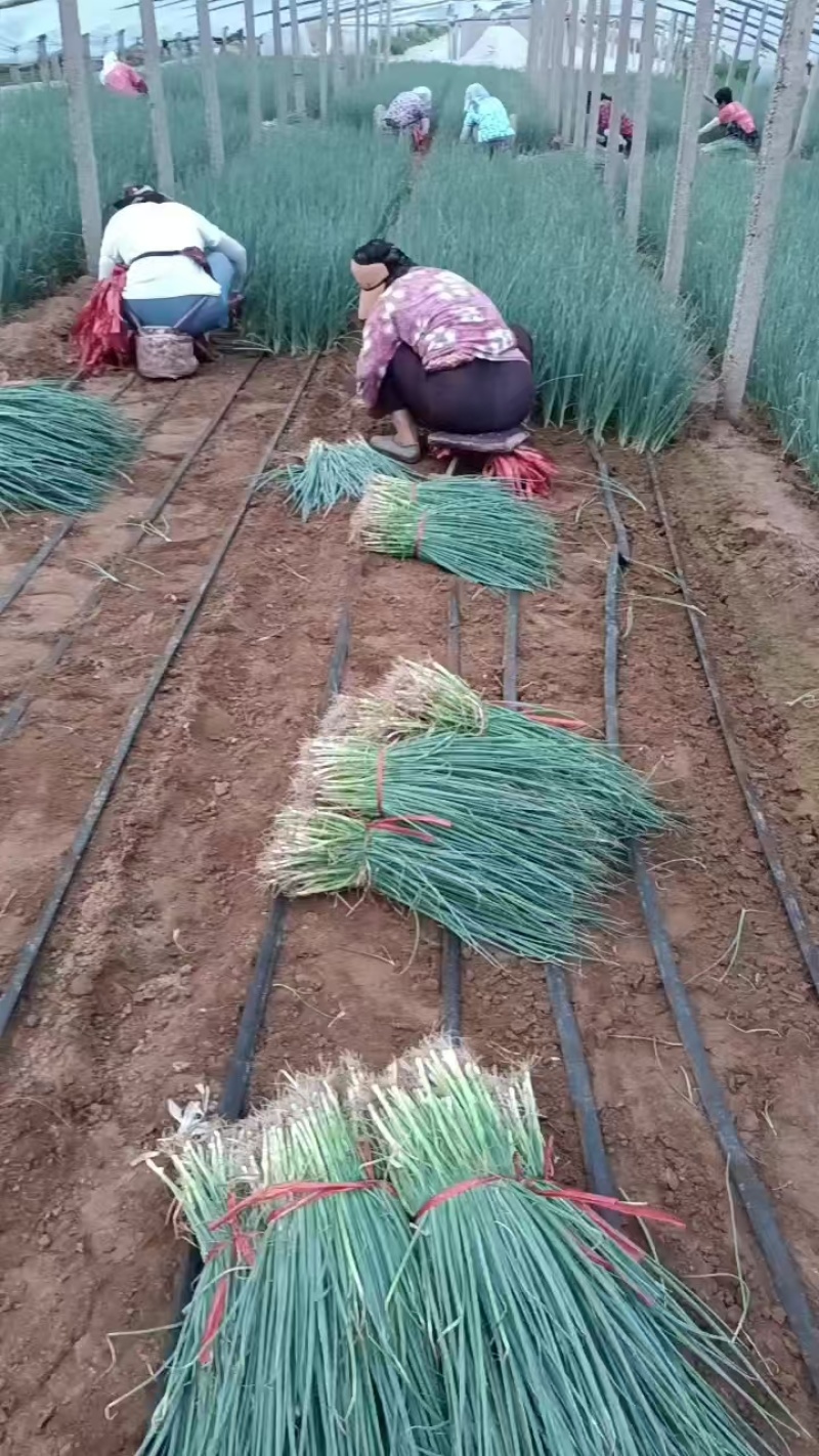 铁杆大葱苗，钢葱苗，四季香葱苗，品种纯正，假一赔十