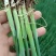 铁杆大葱苗，钢葱苗，四季香葱苗，品种纯正，假一赔十