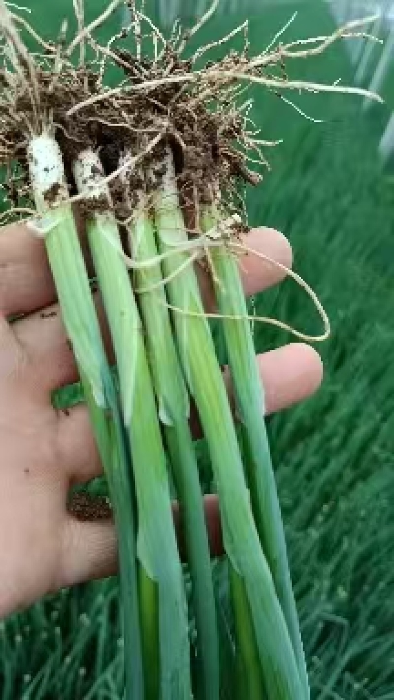 铁杆大葱苗，钢葱苗，四季香葱苗，品种纯正，假一赔十
