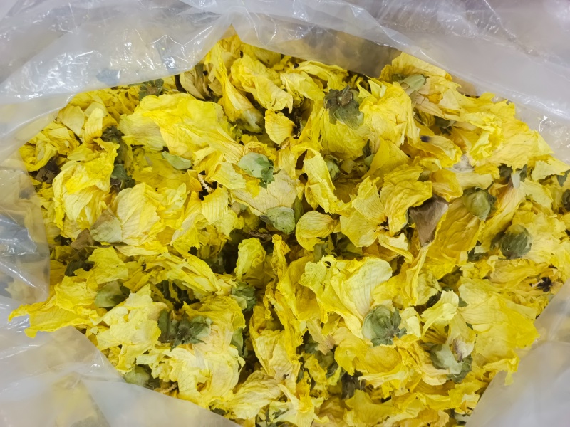 黄秋葵花九品金莲黄蜀葵花秋葵花一件代发