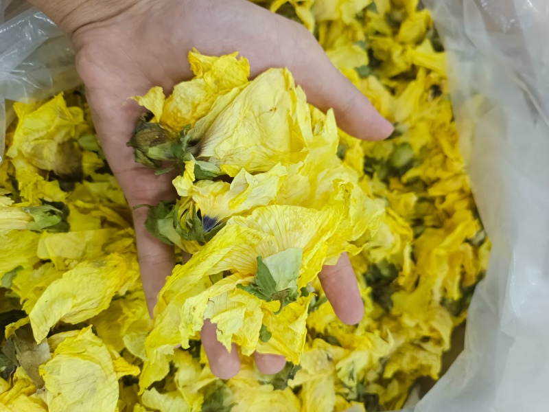 黄秋葵花九品金莲黄蜀葵花秋葵花一件代发