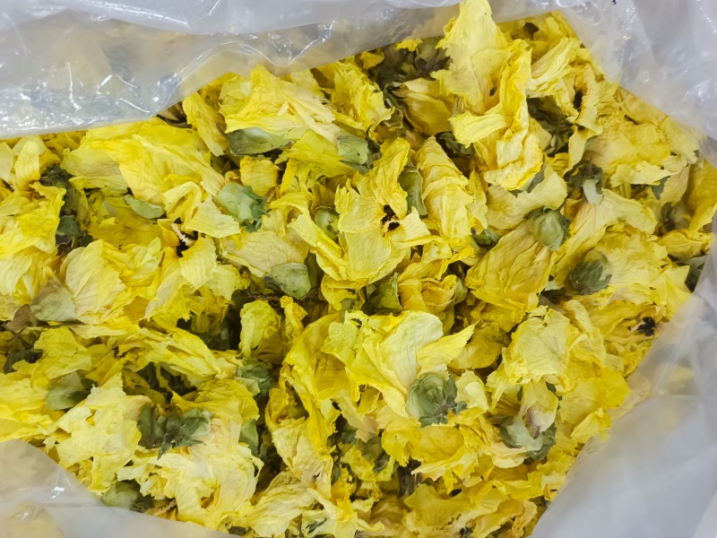 黄秋葵花九品金莲黄蜀葵花秋葵花一件代发