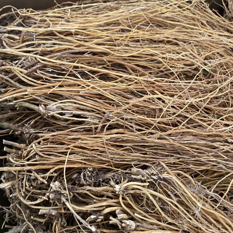 龙胆草云南龙胆草龙胆草批发代发