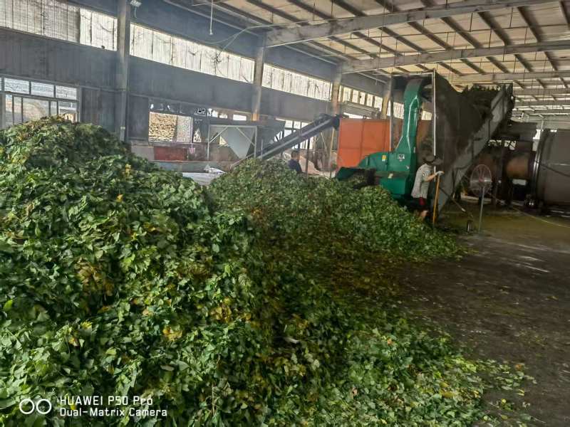 银杏叶包全检高含量产地直供品质保障对接全国