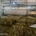 银杏叶包全检高含量产地直供品质保障对接全国