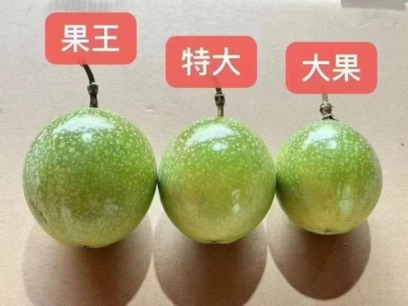 【实力供货】精品百香果钦蜜9号一件代发品质保证