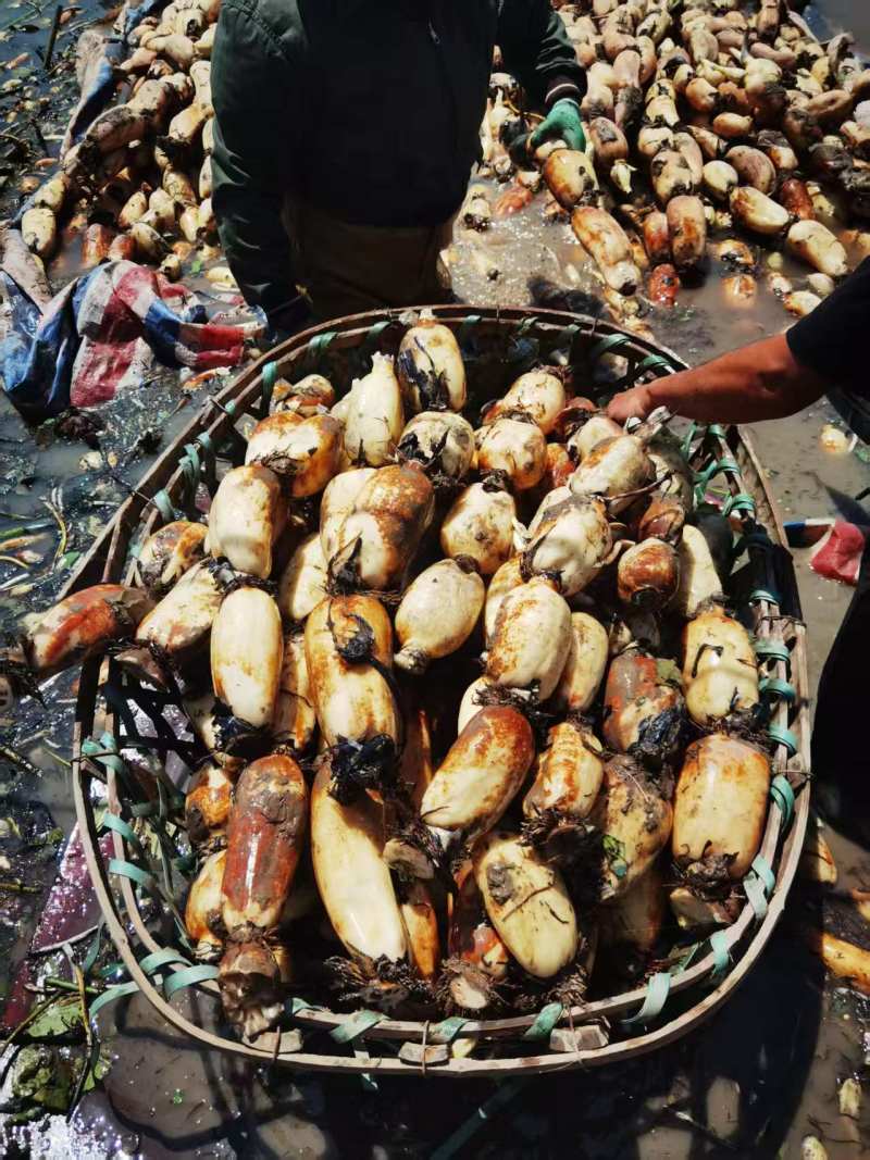 湖北洪湖鄂莲6号莲藕大量有货/精品莲藕产地直发量大优惠