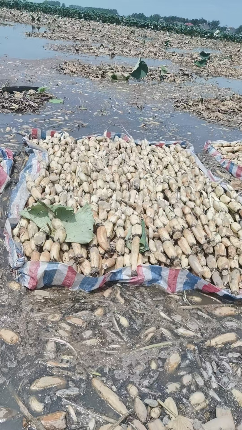 湖北洪湖鄂莲6号莲藕大量有货/精品莲藕产地直发量大优惠