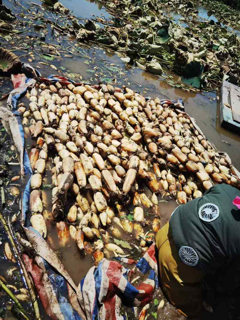 湖北洪湖鄂莲6号莲藕大量有货/精品莲藕产地直发量大优惠