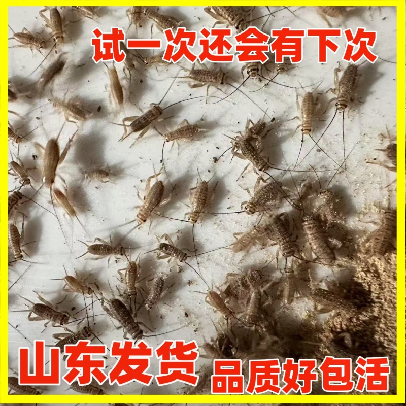 白蟋蟀出货啦欢迎各大采购商