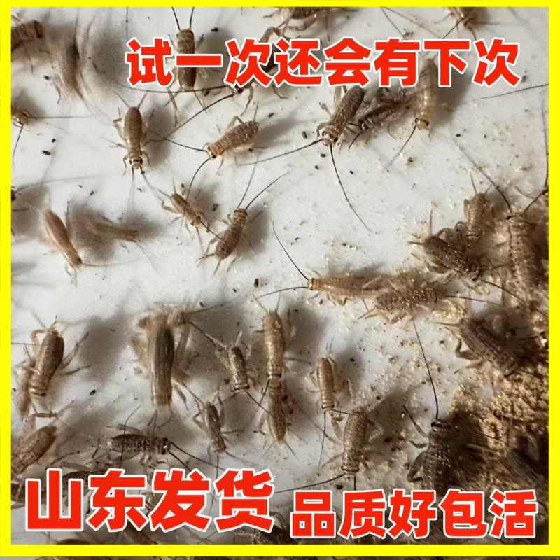 白蟋蟀出货啦欢迎各大采购商