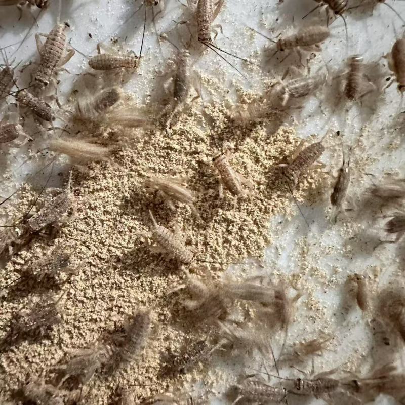 白蟋蟀出货啦欢迎各大采购商