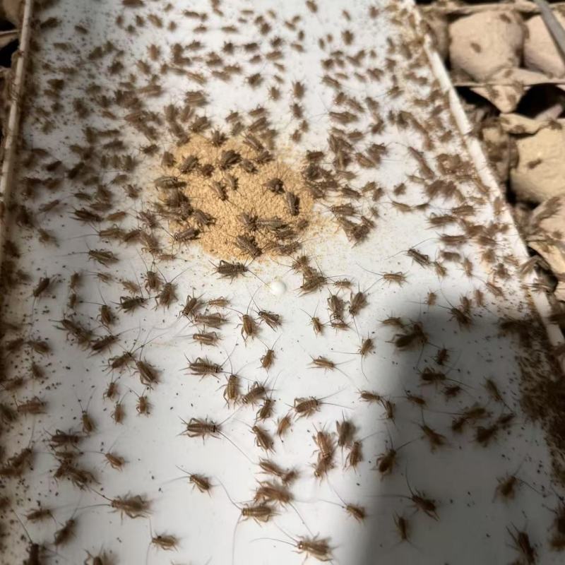 白蟋蟀出货啦欢迎各大采购商