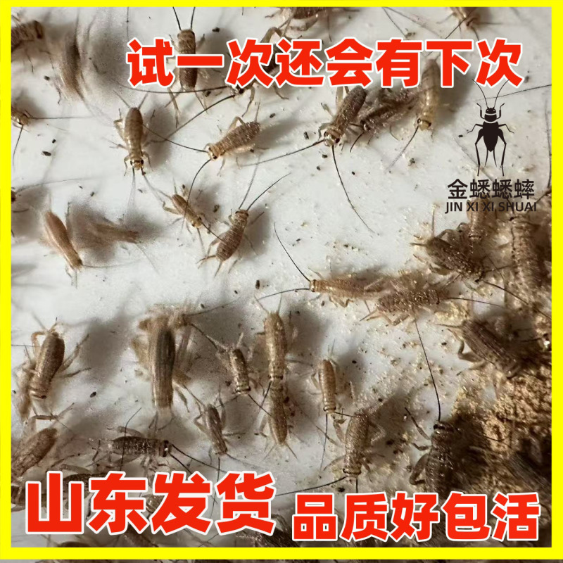 蟋蟀卵白蟋蟀