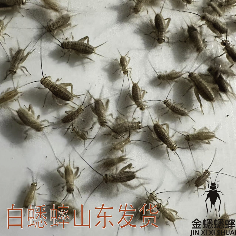 蟋蟀卵白蟋蟀