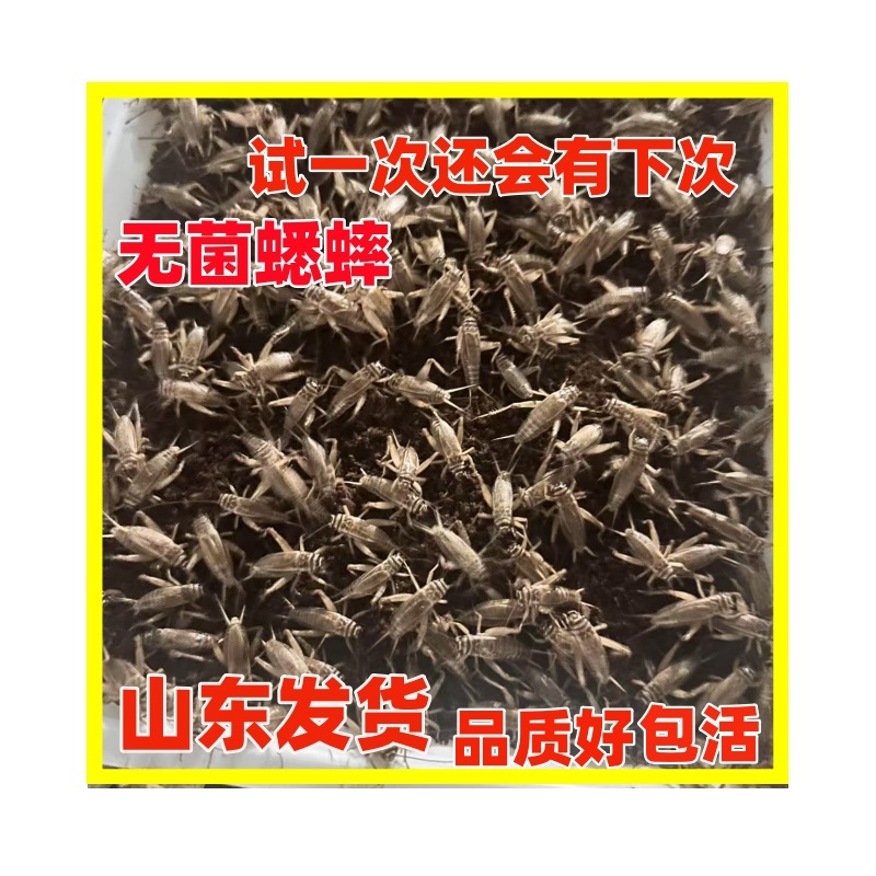 蟋蟀卵白蟋蟀