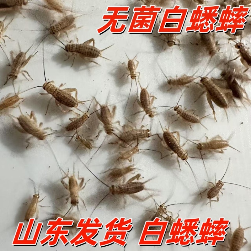 蟋蟀卵白蟋蟀