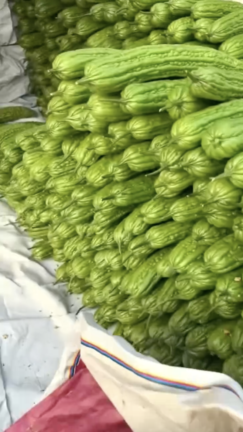 【个头均匀】苦瓜精品油绿苦瓜大量供应产地直供欢迎来电