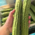 【个头均匀】苦瓜精品油绿苦瓜大量供应产地直供欢迎来电