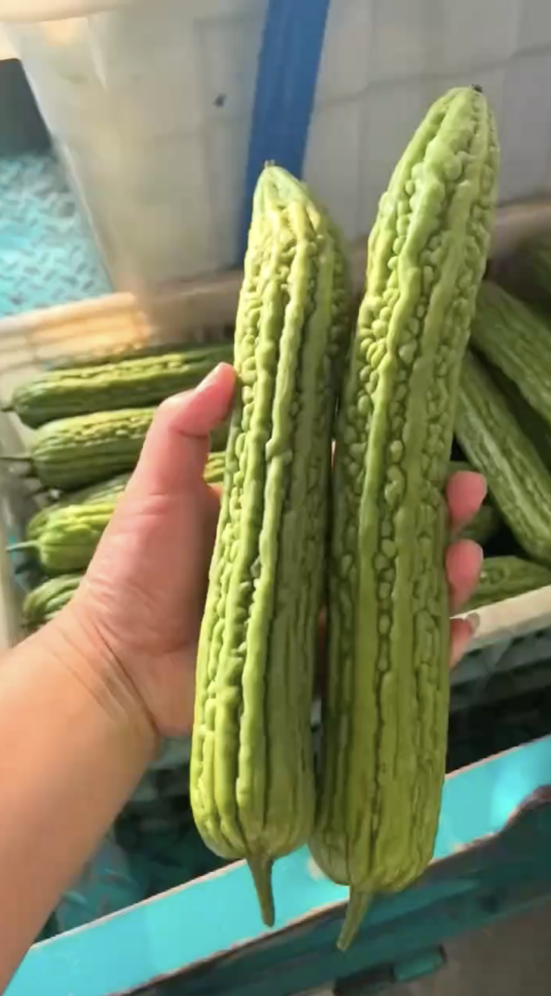 【个头均匀】苦瓜精品油绿苦瓜大量供应产地直供欢迎来电