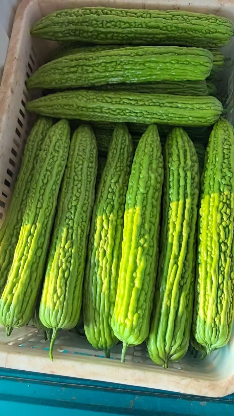 【个头均匀】苦瓜精品油绿苦瓜大量供应产地直供欢迎来电