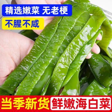 盐渍海白菜梗新鲜裙带菜5斤/箱头茬新菜