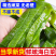 盐渍海白菜梗新鲜裙带菜5斤/箱头茬新菜