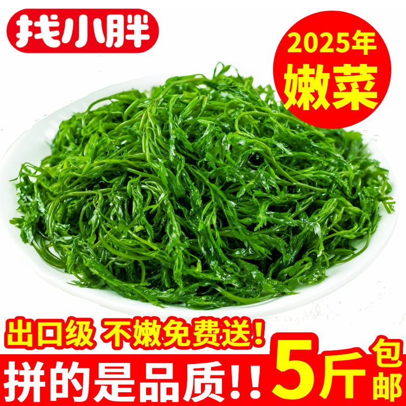 【工厂直销】新鲜马尾藻盐渍鞭炮笋火锅餐饮食材5斤装
